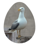 Seagull