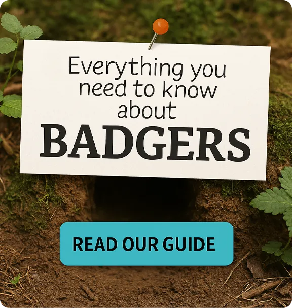 About Badgers
